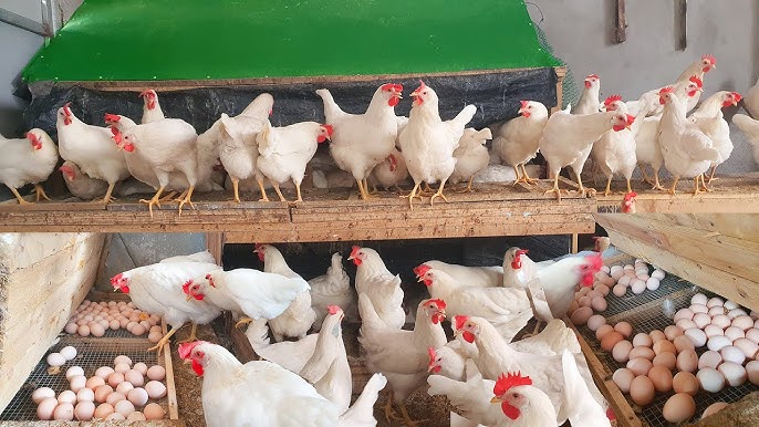 Free-range chickens